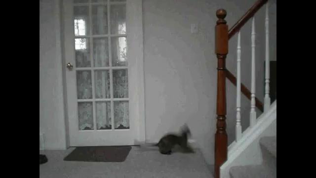The Flying Ninja Cat (Atia the cat)