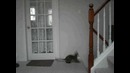 The Flying Ninja Cat (Atia the cat)