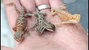 10 самых странных двуглавых животных