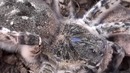 5 самых опасных и ядовитых пауков в россии, украине и др. странах снг