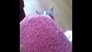 Кот Торчёк