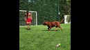 Месси играет с собакой