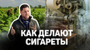 Как в Узбекистане выращивают табак и делают сигареты — от поля до экспорта