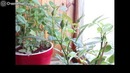 Как растёт бутон розы