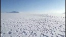 Зайцы Бегут