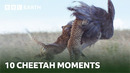 10 Incredible Cheetah Moments | BBC Earth