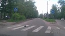 Голубь тоже пешеход