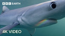 What Lies Below The North Atlantic Ocean? | 4K UHD | BBC Earth