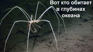 Жуткое существо из глубин океана! Морской паук
