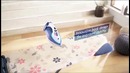 Philips PerfectCare Azur Iron