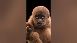 Don’t want to imagine a world without the woolly monkey #Conservation #PhotoArk #Shorts