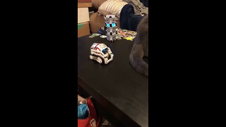 Robot Catching Cat Tail #shorts
