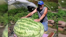 Гигантские продукты, выращенные на грядках