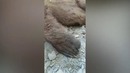 Қашқадарёда қизил китобга киритилган айиқ ўласи қилиб дўппосланди
