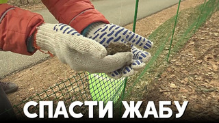 В Санкт-Петербурге набирают добровольцев, чтобы спасти жаб