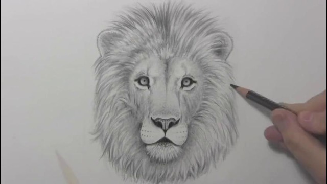 Drawing Time Lapse- Lion