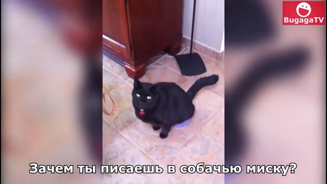 (BugagaTV) Приколы и Фейлы 2016 Ноябрь / Wins & Fails November 2016 (Part 8)