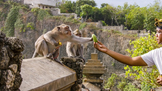 Thieving Monkeys Steal From Tourists | Planet Earth III | BBC Earth