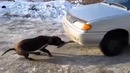 Ничего себе собачка