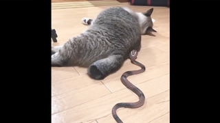 Cats’ biggest fear is snakes || Incredibly hilarious animal moments