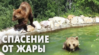 Как 20-ти медведям помогают охладиться в жару в заповеднике в Косово
