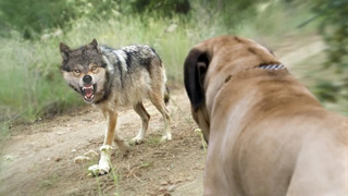 Волкодавы в Деле! 10 Собак Способных Победить Волка