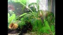 Aquarium Tank