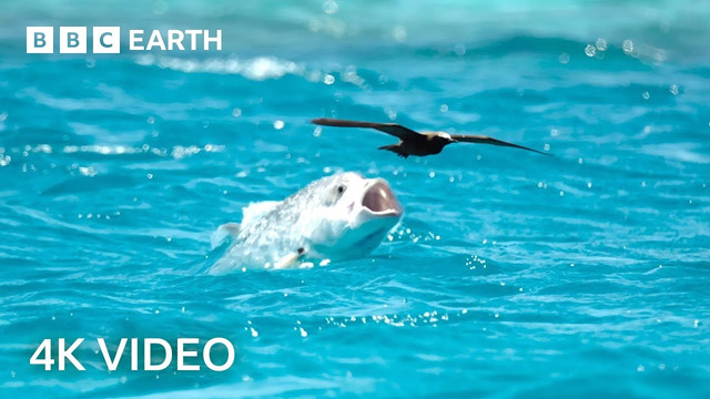 Two Hours of Amazing Animal Moments | 4K UHD | BBC Earth