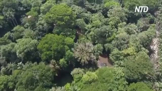 11 самых гигантских деревьев определили в ботаническом саду в Рио-де-Жанейро