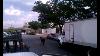 Корова бегает по центру города