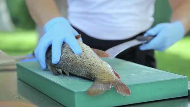 Qanotchi. Coming Soon