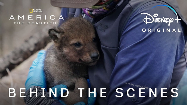 Filming Wolf Pups | America the Beautiful BTS | National Geographic