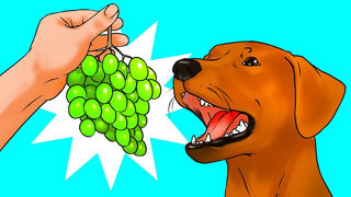 Почему собаки не могут есть виноград и еще 53 невероятных факта
