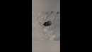 Самые Сильные Существа Планеты