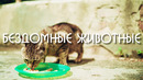 Кормим бездомных животных / помощь голодным животным