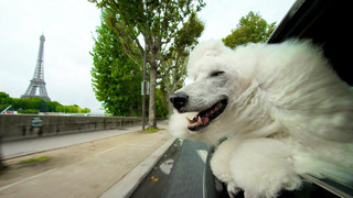 Why Dogs Stick Their Heads Out Of Car Windows | Pets: Wild At Heart | BBC Earth