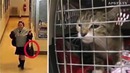 Женщине захотелось котенка, и она украла его прямо из