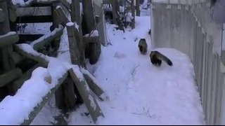 Красные панды завоевывают интернет