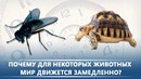 Почему для некоторых ЖИВОТНЫХ мир движется ЗАМЕДЛЕННО DeeaFilm