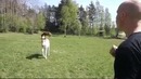 Заклинатель лошадей