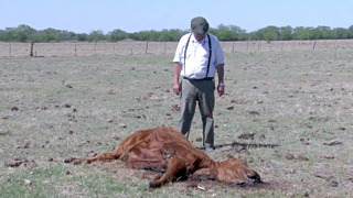 Историческая засуха губит урожай в аргентинской провинции Буэнос-Айрес