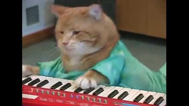 Кот-музыкант