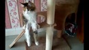 Кот сидит как человек