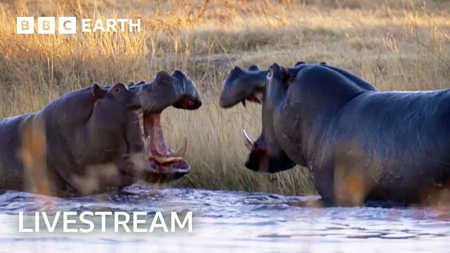 LIVE: Eight Unmissable Hippo Moments | BBC Earth