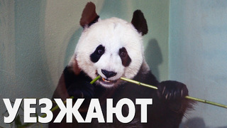 Единственная в Великобритании пара больших панд возвращается в Китай