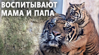 Редкий суматранский тигрёнок дебютирует в зоопарке в Риме