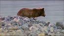Nat Geo Wild: Дикая природа России. Сибирь