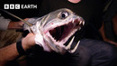 The Elusive Sabertooth Fish | Expedition Guyana | BBC Earth