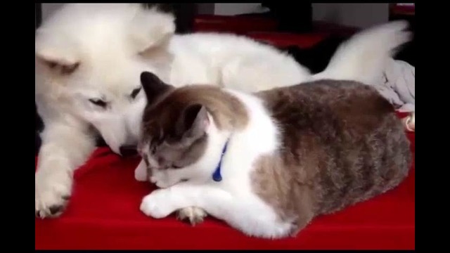 Еще какая дружба кошки и собаки
