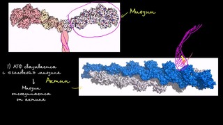 Миозин и актин